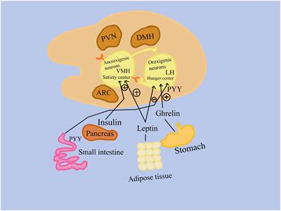 The immunomodulatory effects of vitamins in cancer